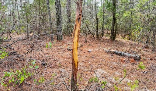 Photo #29 of Lobelia, Vass, NC