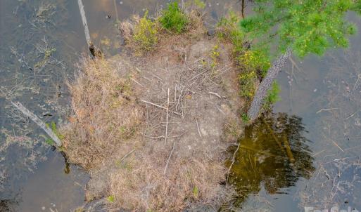 Photo #5 of Lobelia, Vass, NC