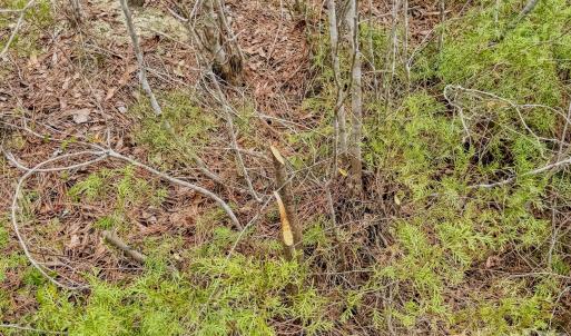 Photo #40 of Lobelia, Vass, NC