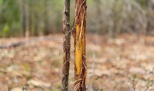 Photo #27 of Lobelia, Vass, NC