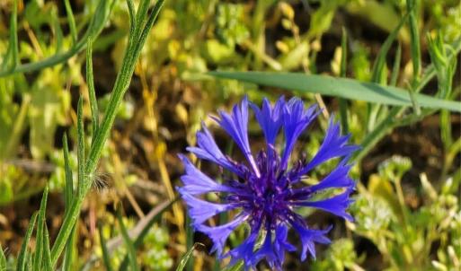 Photo #15 of NC 801, Mt Ulla, NC