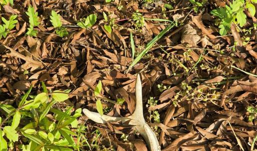 Photo #16 of NC 801, Mt Ulla, NC