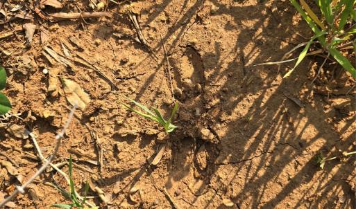 Photo #17 of NC 801, Mt Ulla, NC