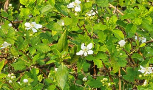 Photo #26 of Ketchie, Mt Ulla, NC