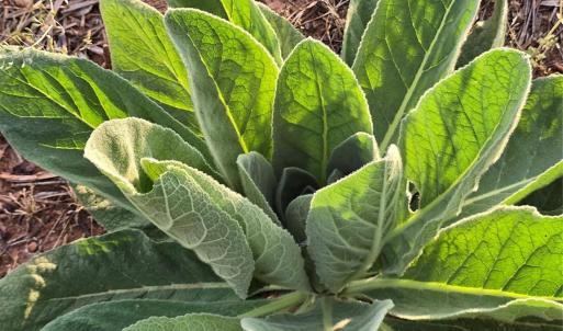 Photo #25 of Ketchie, Mt Ulla, NC