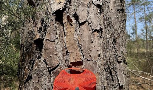 Photo #22 of 01 Collins Mountain, Chapel Hill, NC