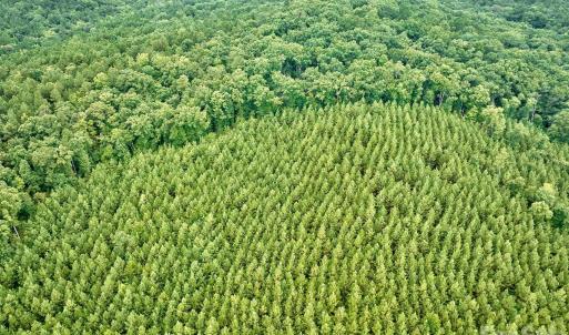 Photo #6 of 21 US Highway 21, Ridgeway, SC