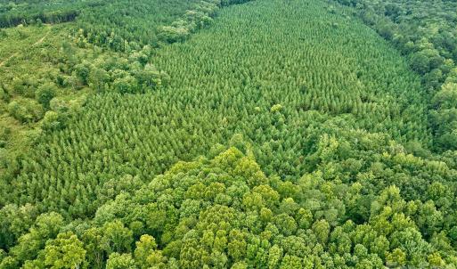 Photo #4 of 21 US Highway 21, Ridgeway, SC