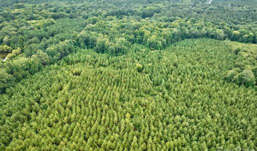 Photo #9 of 21 US Highway 21, Ridgeway, SC