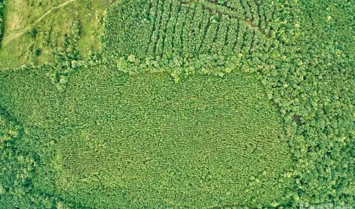 Photo #16 of 21 US Highway 21, Ridgeway, SC