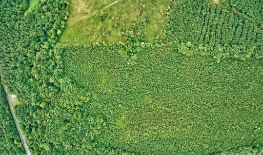 Photo #15 of 21 US Highway 21, Ridgeway, SC