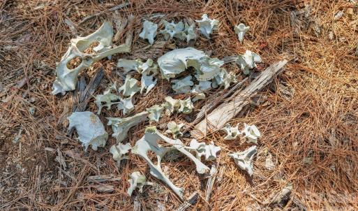 Photo #15 of 931 Charlie Johnson, Kershaw, SC