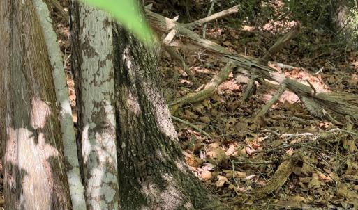 Photo #31 of 18524 Mainsail, Lancaster, SC