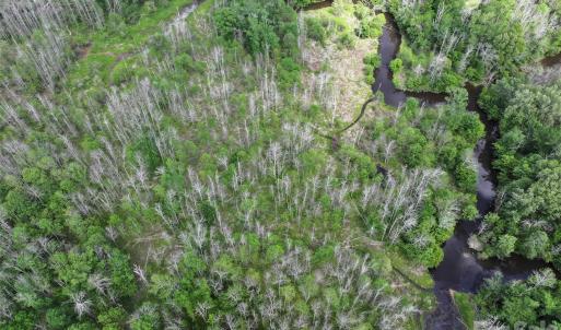 Photo #19 of TBD Horne Town, Polkton, NC