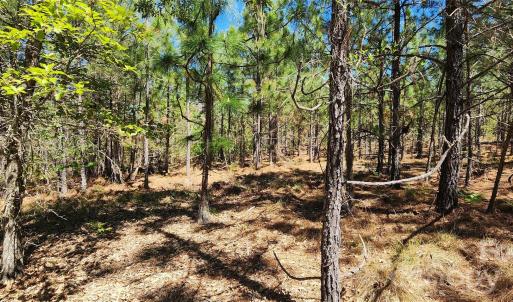 Photo #20 of Mcqueen, Patrick, SC