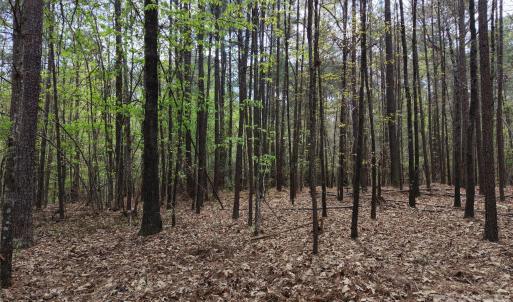 Photo #16 of TBD RIVER BLUFF, Lilesville, NC