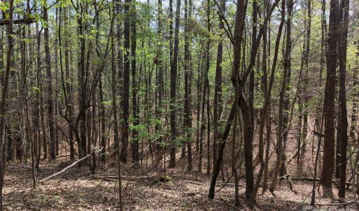 Photo #18 of TBD RIVER BLUFF, Lilesville, NC