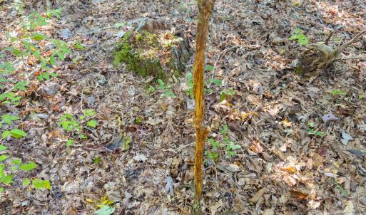 Photo #18 of Hwy 731, Candor, NC