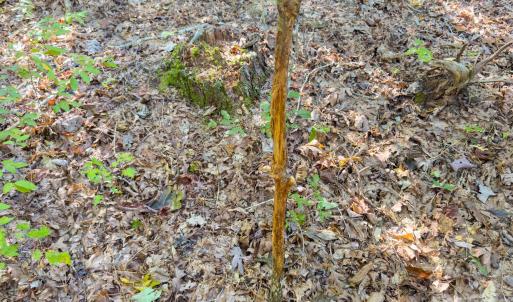 Photo #17 of Hwy 731, Candor, NC