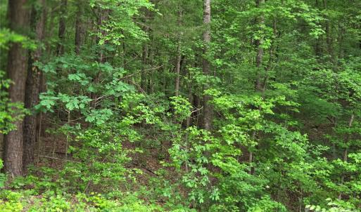 Photo #8 of VAC Stony Gap, Albemarle, NC