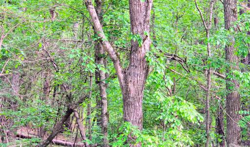 Photo #7 of VAC Stony Gap, Albemarle, NC