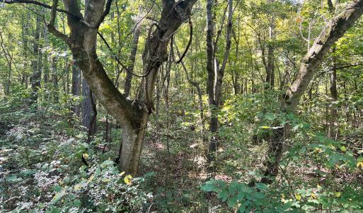 Photo #24 of Trull Hinson, Wingate, NC
