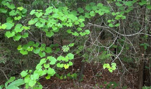 Photo #3 of 2426 Ore Bank, Smyrna, SC