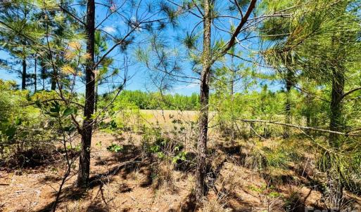 Photo #6 of 17ac JC Barefoot, Patrick, SC