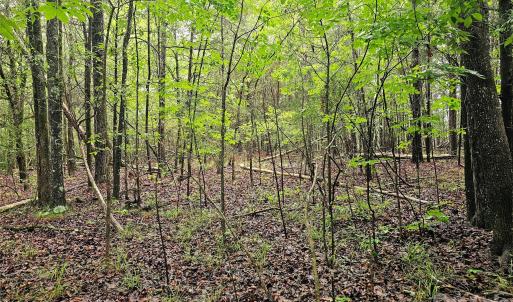 Photo #2 of Shirley, Fort Lawn, SC
