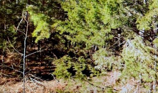 Photo #2 of 1220 Long Pine Church, Peachland, NC