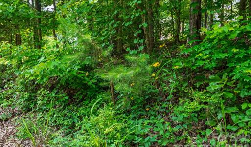 Photo #32 of 229 Ballard, Fort Mill, SC