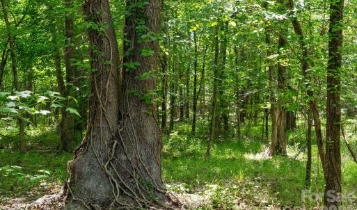 Photo #41 of Cool Branch, Carlisle, SC