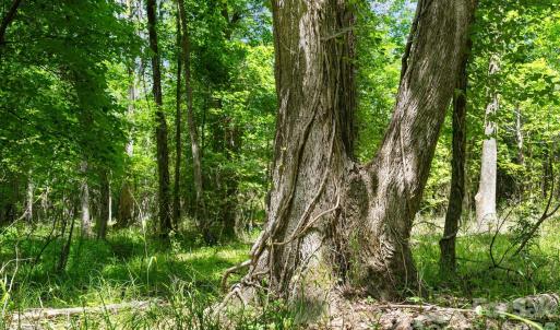 Photo #40 of Cool Branch, Carlisle, SC