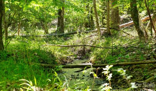 Photo #38 of Cool Branch, Carlisle, SC