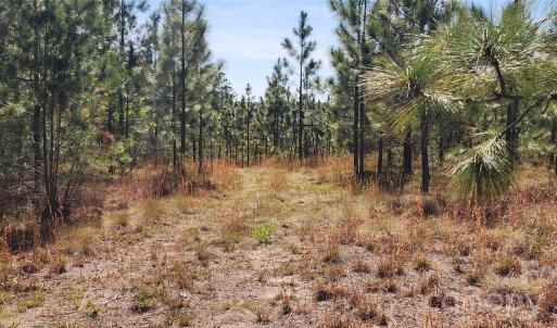 Photo #14 of 1045 Mcqueen, Patrick, SC