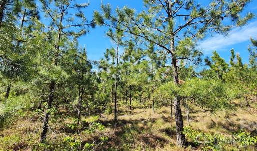Photo #20 of 1045 Mcqueen, Patrick, SC