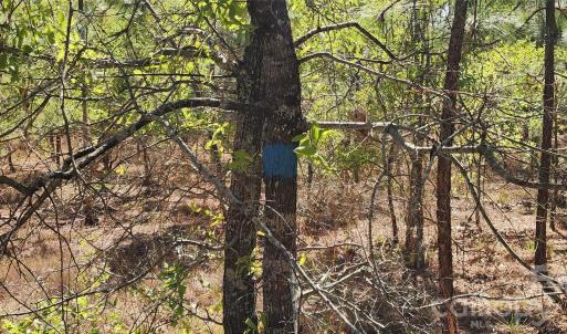 Photo #18 of 1045 Mcqueen, Patrick, SC