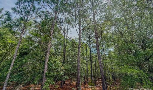 Photo #16 of Hwy 1, Patrick, SC