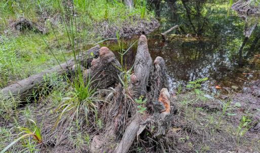 Photo #26 of Hwy 1, Patrick, SC