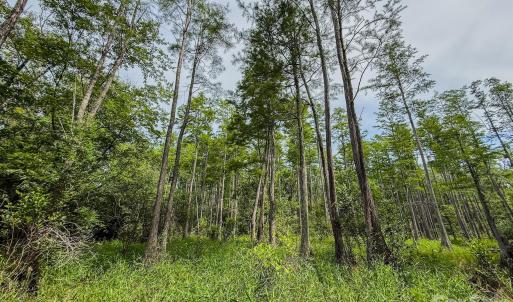 Photo #27 of Hwy 1, Patrick, SC