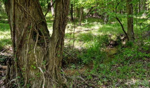 Photo #42 of Cool Branch, Carlisle, SC