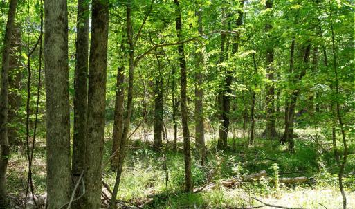 Photo #25 of Cool Branch, Carlisle, SC