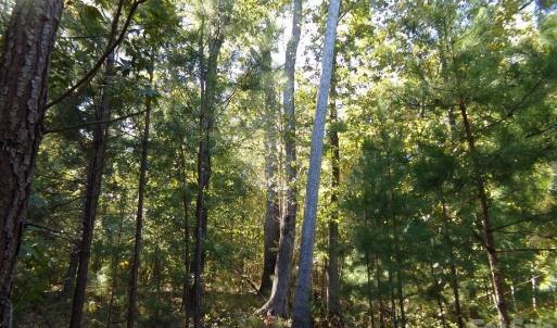 Photo #6 of 25 Ac Brandon, Clover, SC