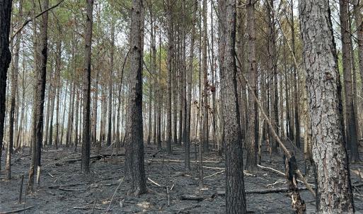 Photo #13 of 1440 Carl Taylor, Peachland, NC