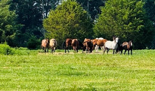 Photo #15 of 12917 Austin, Locust, NC
