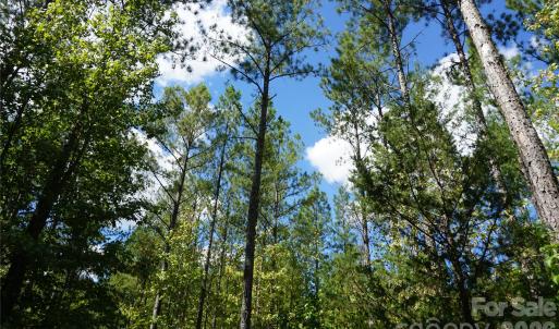 Photo #4 of 12+/- AC Parson, McConnells, SC