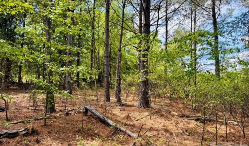 Photo #10 of 385 Elbert Baskins, Cheraw, SC