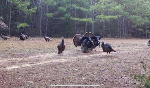 Photo #2 of Hwy 215, Blair, SC