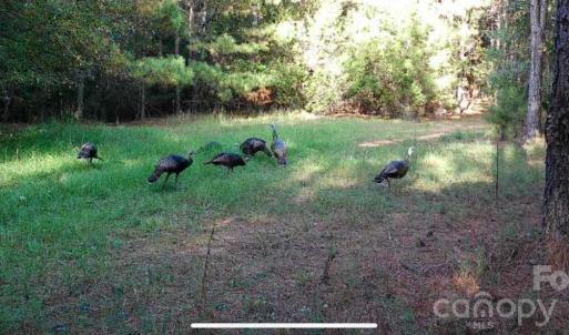 Photo #10 of Hwy 215, Blair, SC