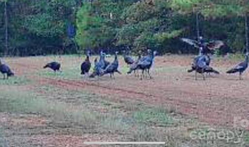 Photo #12 of Hwy 215, Blair, SC